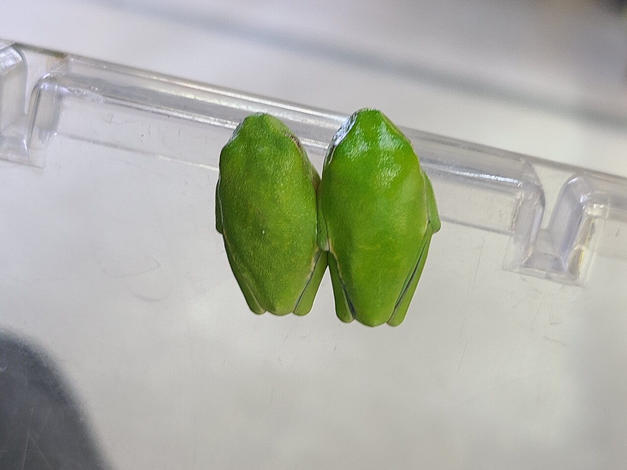 両生類新入荷!&おすすめ生体の紹介! : 爬虫類倶楽部大宮店公式ブログ