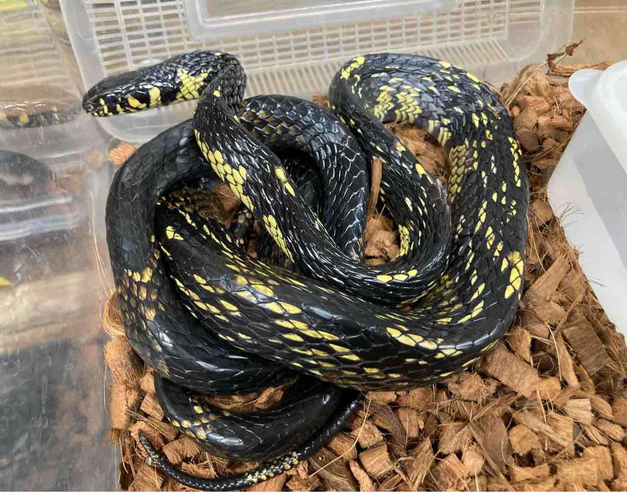 ヘビ カメ 新入荷 爬虫類倶楽部大宮店公式ブログ