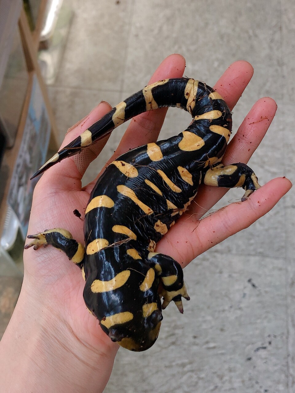 主に サラマンダーたち 爬虫類倶楽部大宮店公式ブログ 主に サラマンダーたち 爬虫類倶楽部大宮店公式ブログ