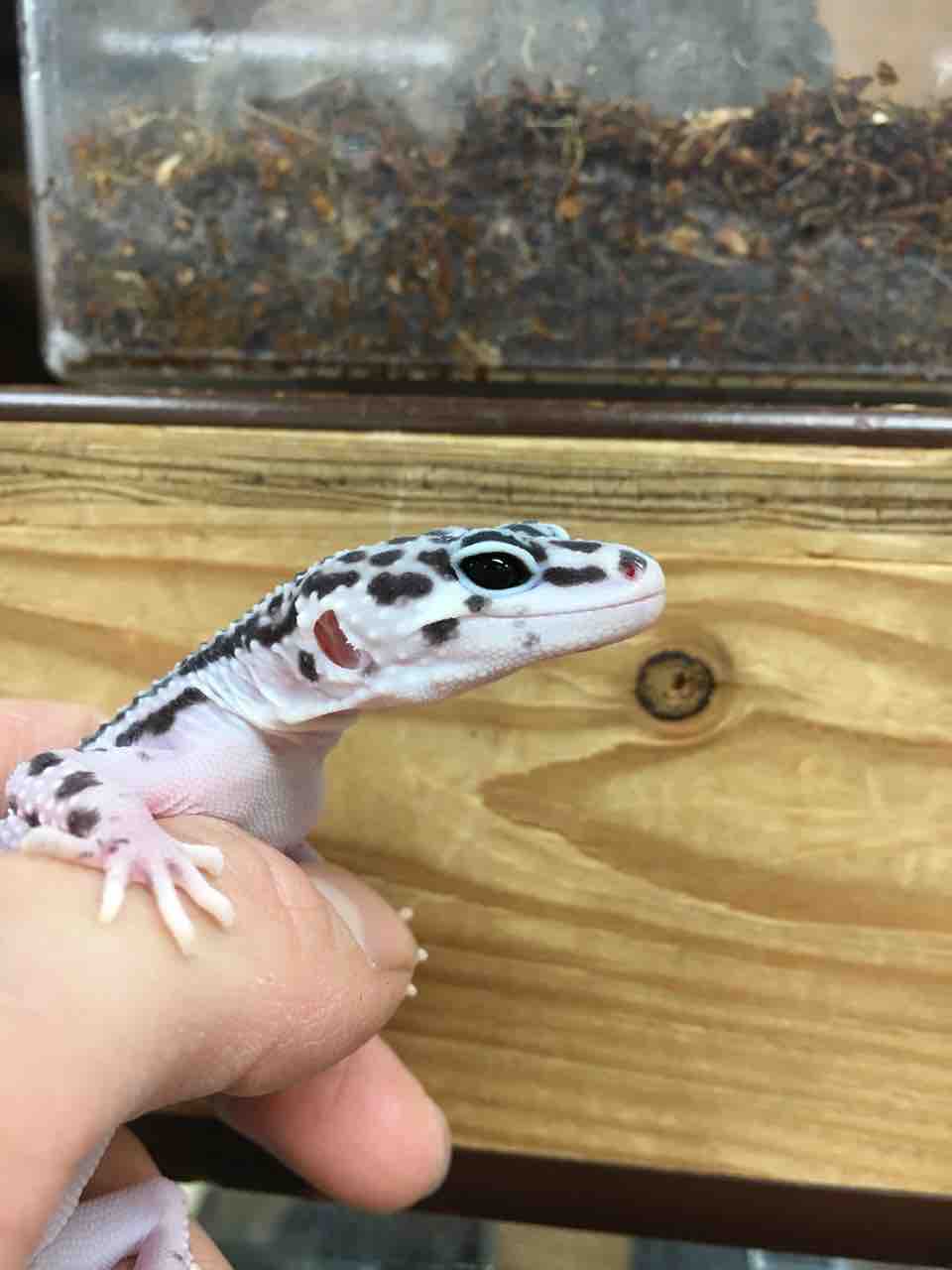 爬虫類倶楽部大宮店公式ブログ