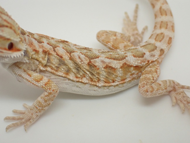 P4273543