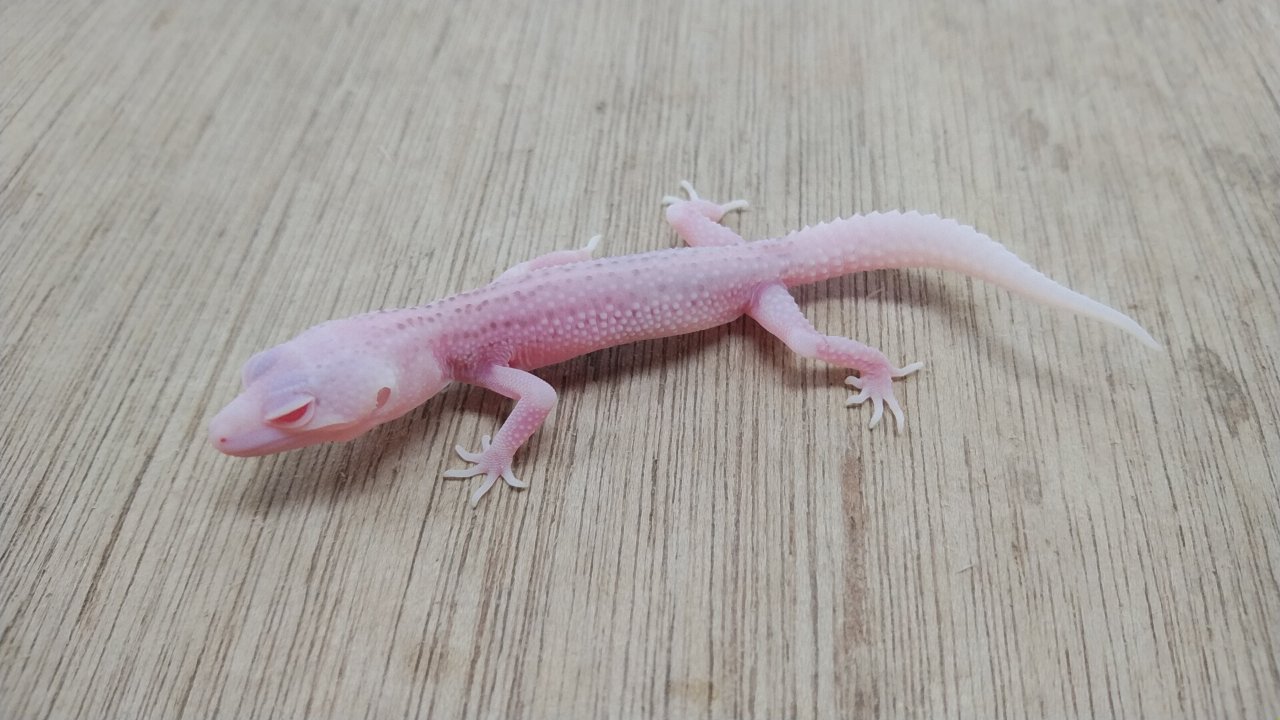 【Zingaro】日本初　ヤモリ怪獣トッケ(pink) ヤモリ怪獣トッケ (Pink) MEDICOM TOY - 【Zingaro】日本初 ヤモリ怪獣