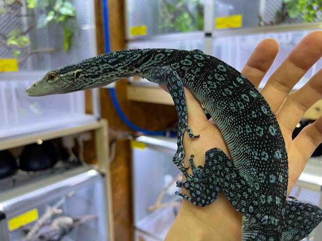 150 モニター　ケージ　 爬虫類　大型　トカゲ 150 モニター ケージ 爬虫類 大型 トカゲ 爬虫類ケージ 飼育