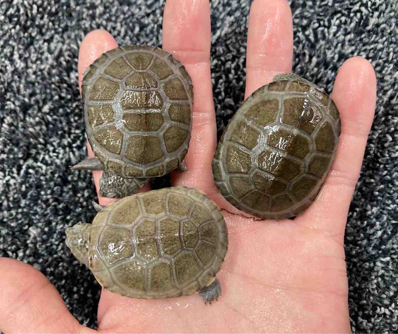 カメ 新入荷 最後に在庫紹介も 爬虫類倶楽部大宮店公式ブログ カメ 新入荷 最後に在庫紹介も 爬虫類倶楽部大宮店公式ブログ