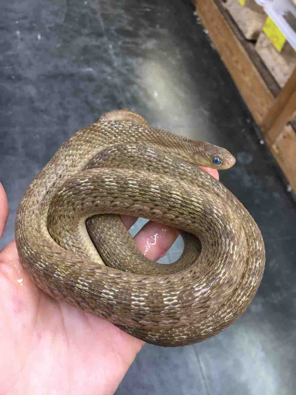 ヘビ カメ 新入荷 爬虫類倶楽部大宮店公式ブログ ヘビ カメ 新入荷 爬虫類倶楽部大宮店公式ブログ