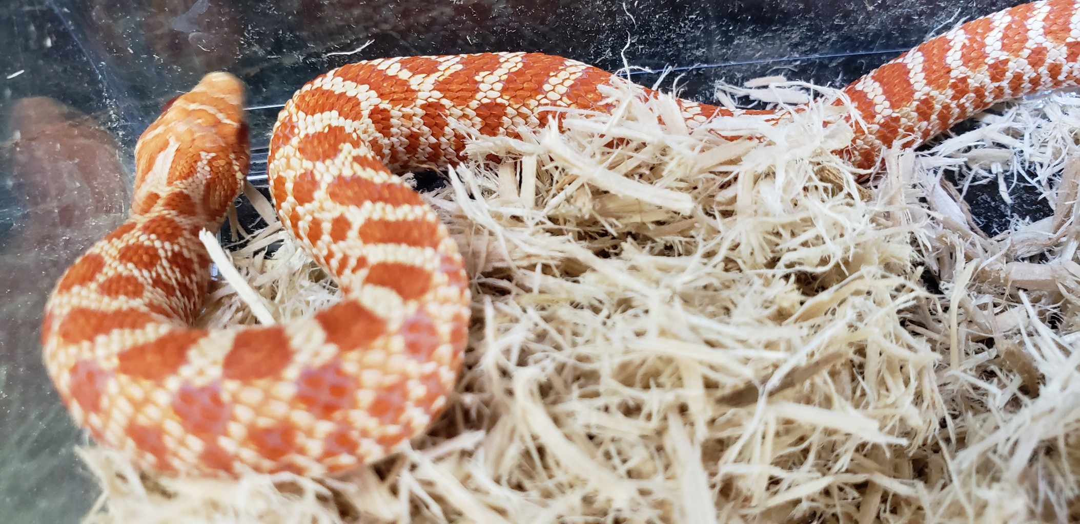 ヘビ 新入荷 爬虫類倶楽部大宮店公式ブログ