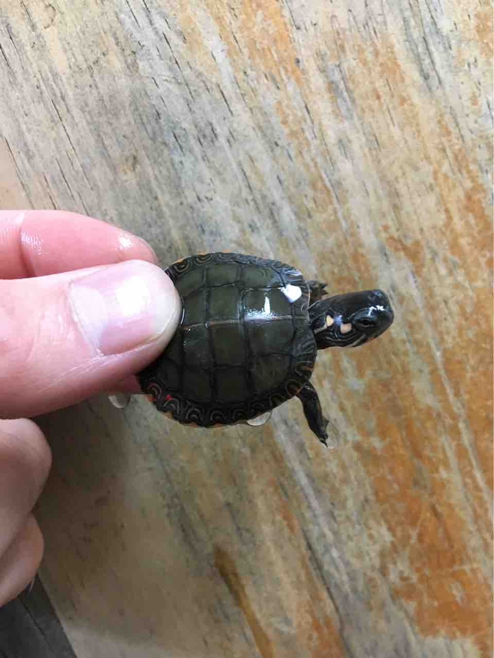 カメ 新入荷！セスジニシキガメ！ : 爬虫類倶楽部大宮店公式ブログ