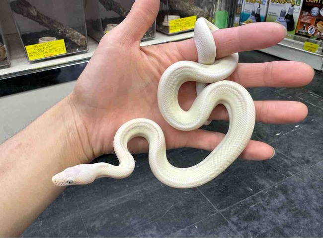 FullSizeRender