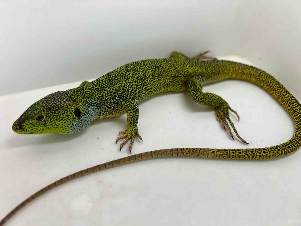 本館 トカゲ＆両生類新着！ : 爬虫類倶楽部大宮店公式ブログ