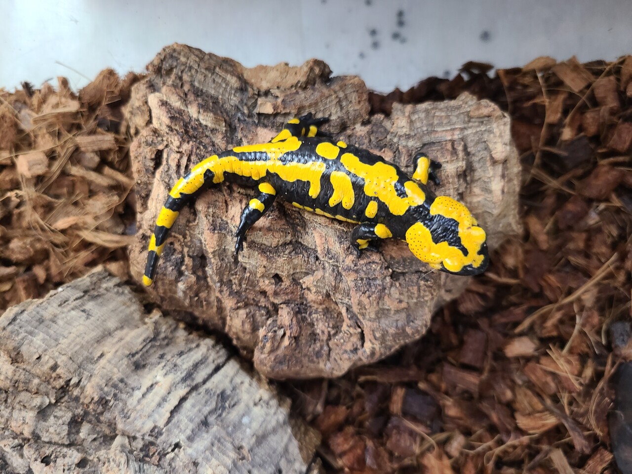 両生類新入荷！ハイイロ！フランス！ミステリオサス！キスジ  