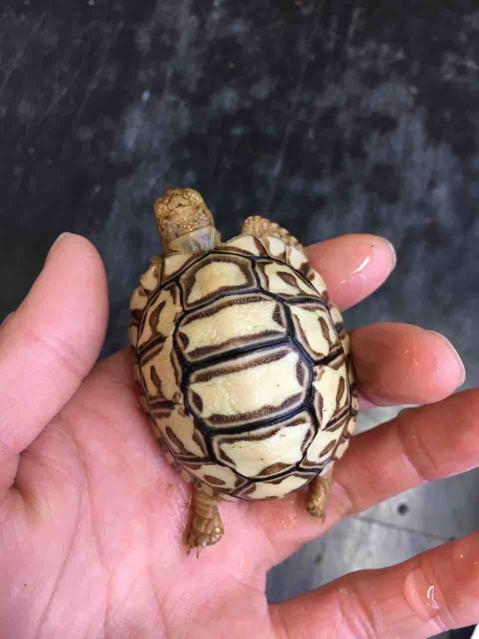 カメ新入荷 ベビーヒョウモン来ました 爬虫類倶楽部大宮店公式ブログ