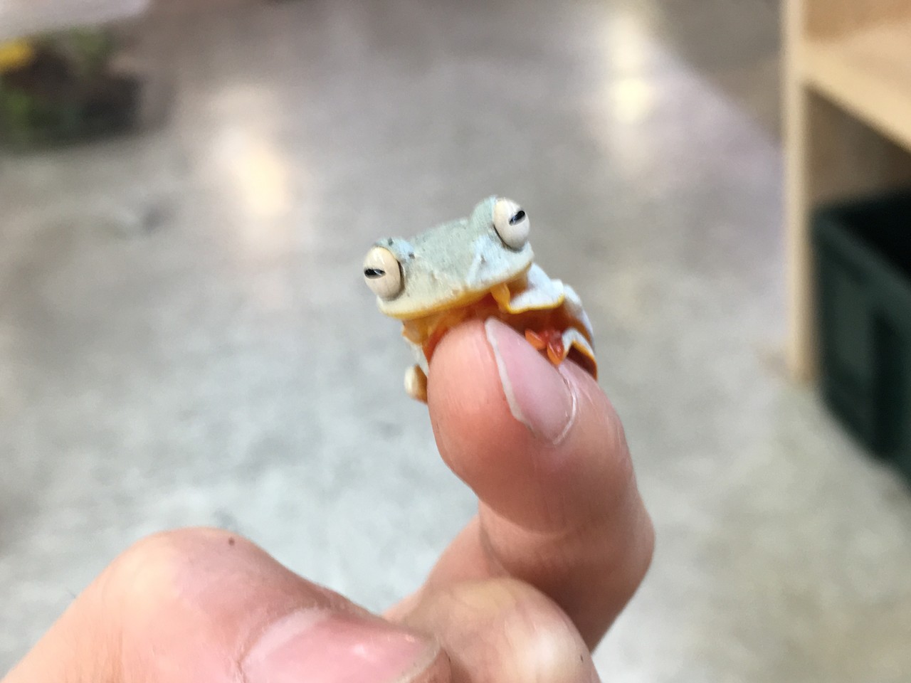 トビガエルやタランチュラもきてます 爬虫類倶楽部大宮店公式ブログ