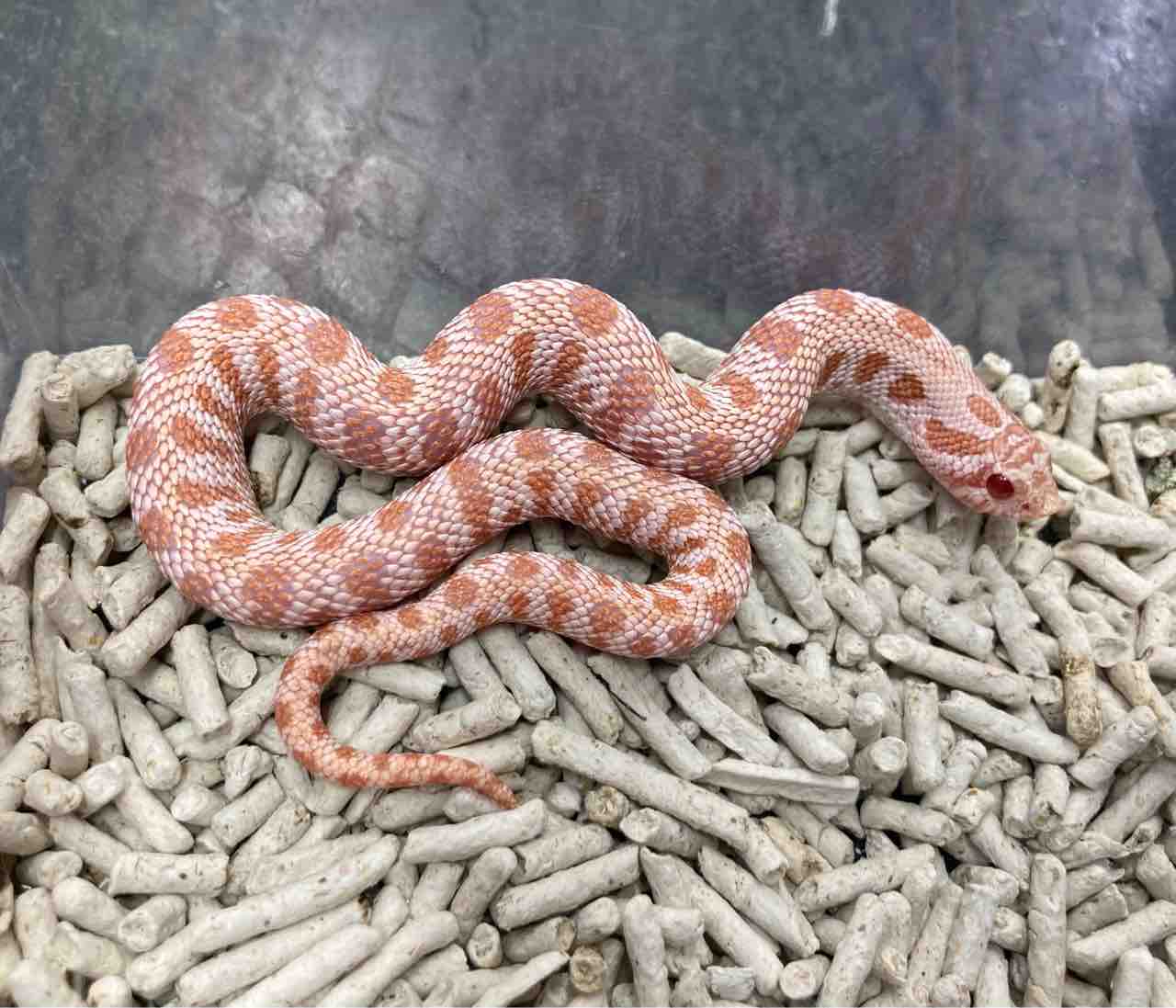 年始セール直前 ヘビ オススメ生体 全在庫リスト 爬虫類倶楽部大宮店公式ブログ