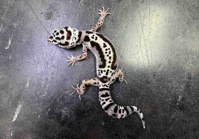 FullSizeRender