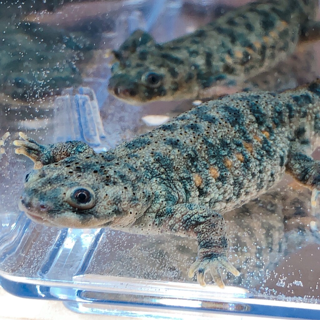 ニョロっとした両生類きました 爬虫類倶楽部大宮店公式ブログ ニョロっとした両生類きました 爬虫類倶楽部大宮店公式ブログ