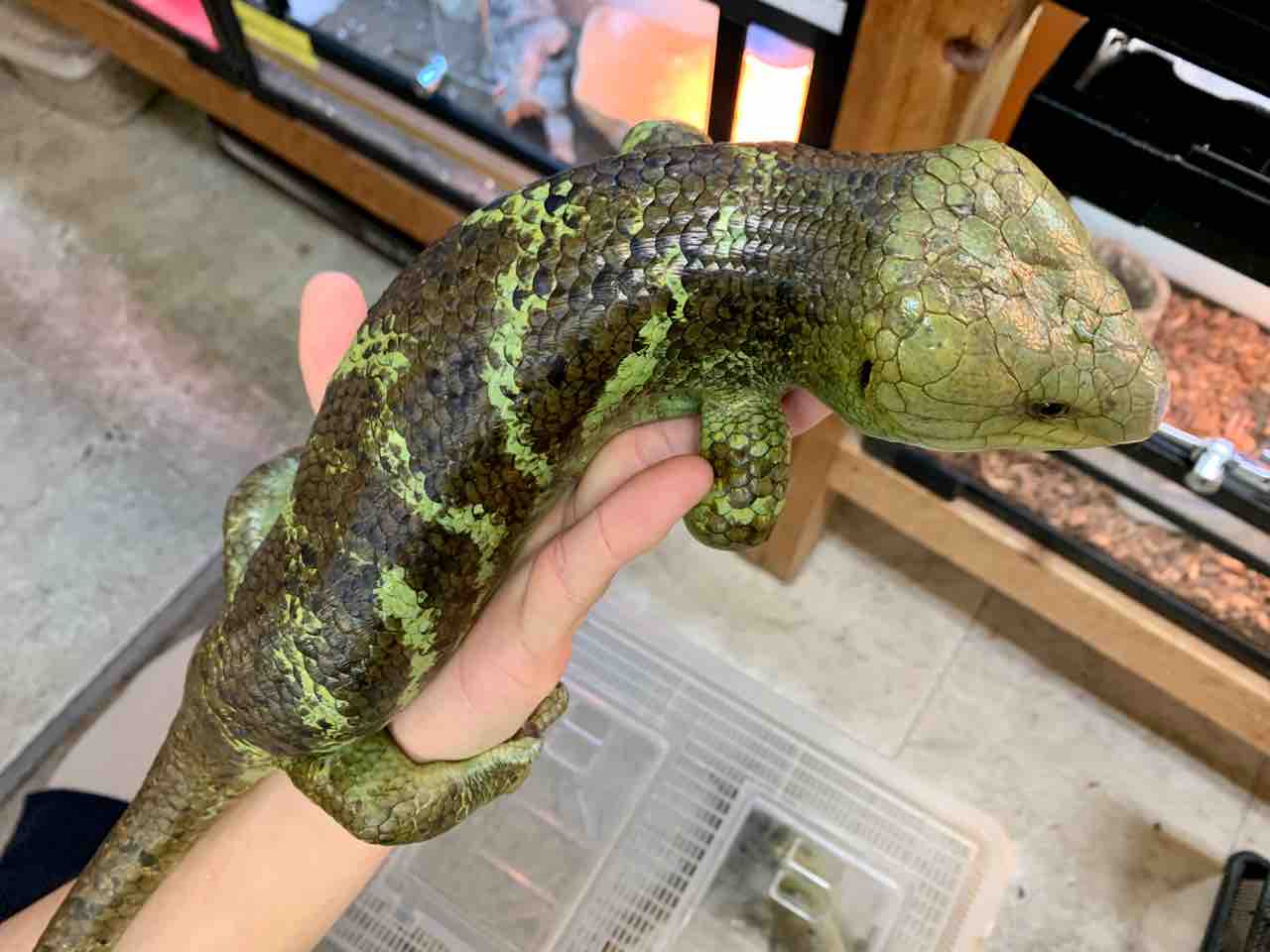 オマキ来ました 爬虫類倶楽部大宮店公式ブログ