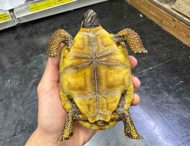 FullSizeRender