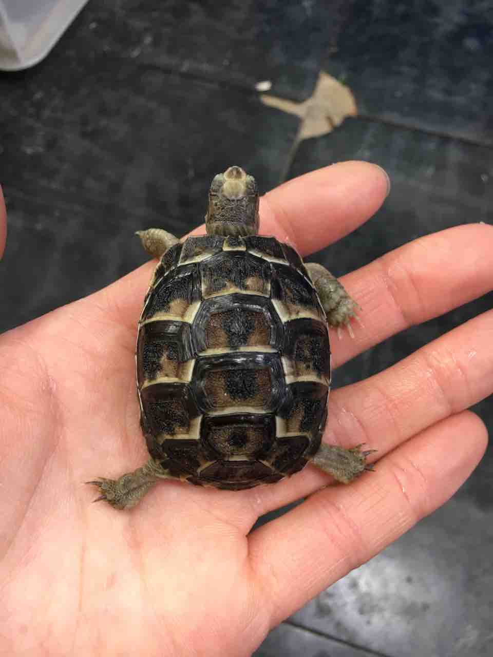 リクガメ新入荷 ベビーたくさん 爬虫類倶楽部大宮店公式ブログ