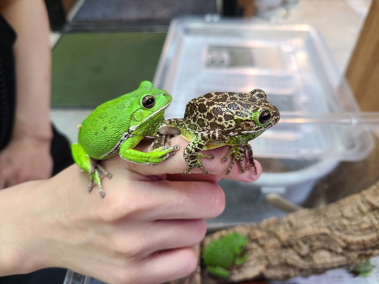 両生類新入荷 ホエアマガエル 爬虫類倶楽部大宮店公式ブログ