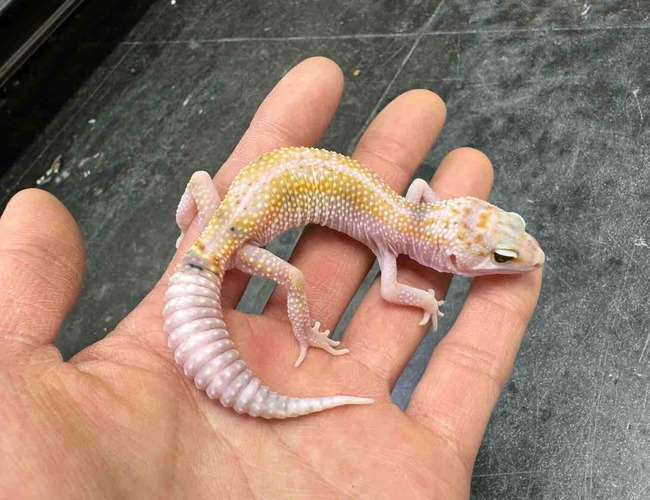 FullSizeRender