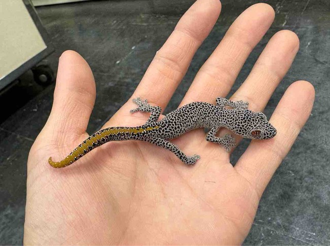 FullSizeRender