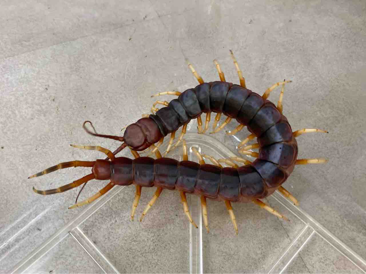 蟲 新入荷 遅ればせながら入荷の漆黒ムカデ 飼い込みサイズのペルビアンなど色々 爬虫類倶楽部大宮店公式ブログ