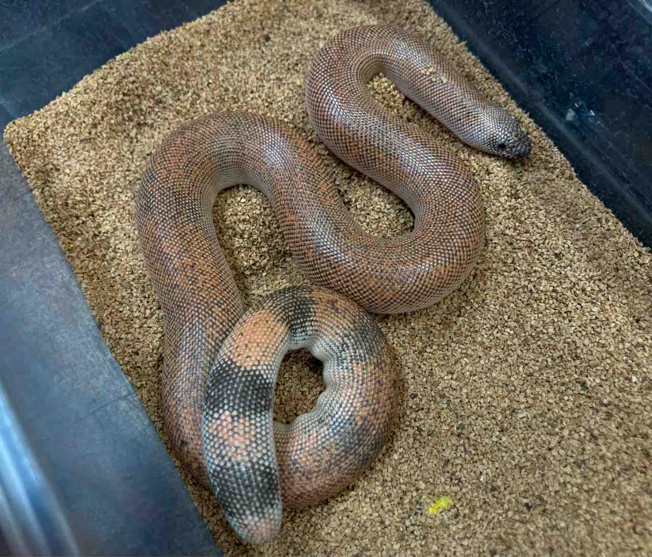 年始セール直前 ヘビ オススメ生体 全在庫リスト 爬虫類倶楽部大宮店公式ブログ