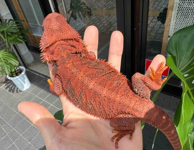 FullSizeRender