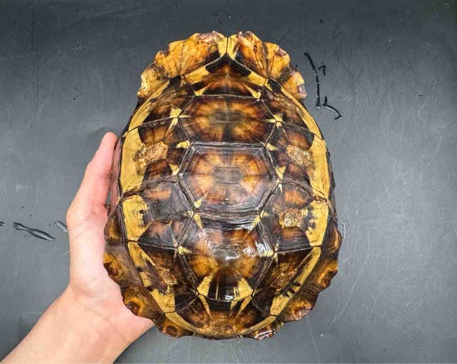 FullSizeRender