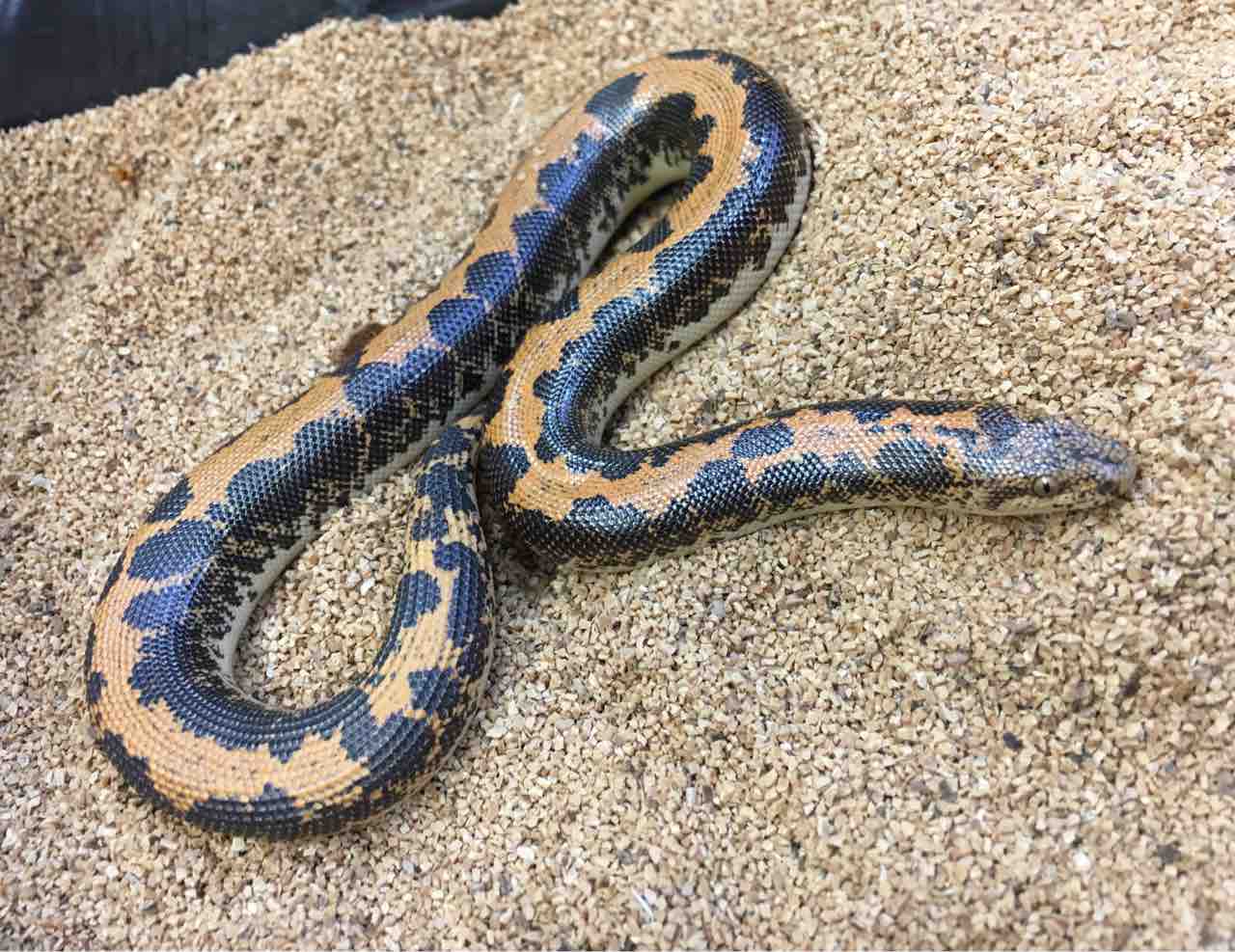 ヘビ新入荷 チモールにズグロ アルバなども 爬虫類倶楽部大宮店公式ブログ