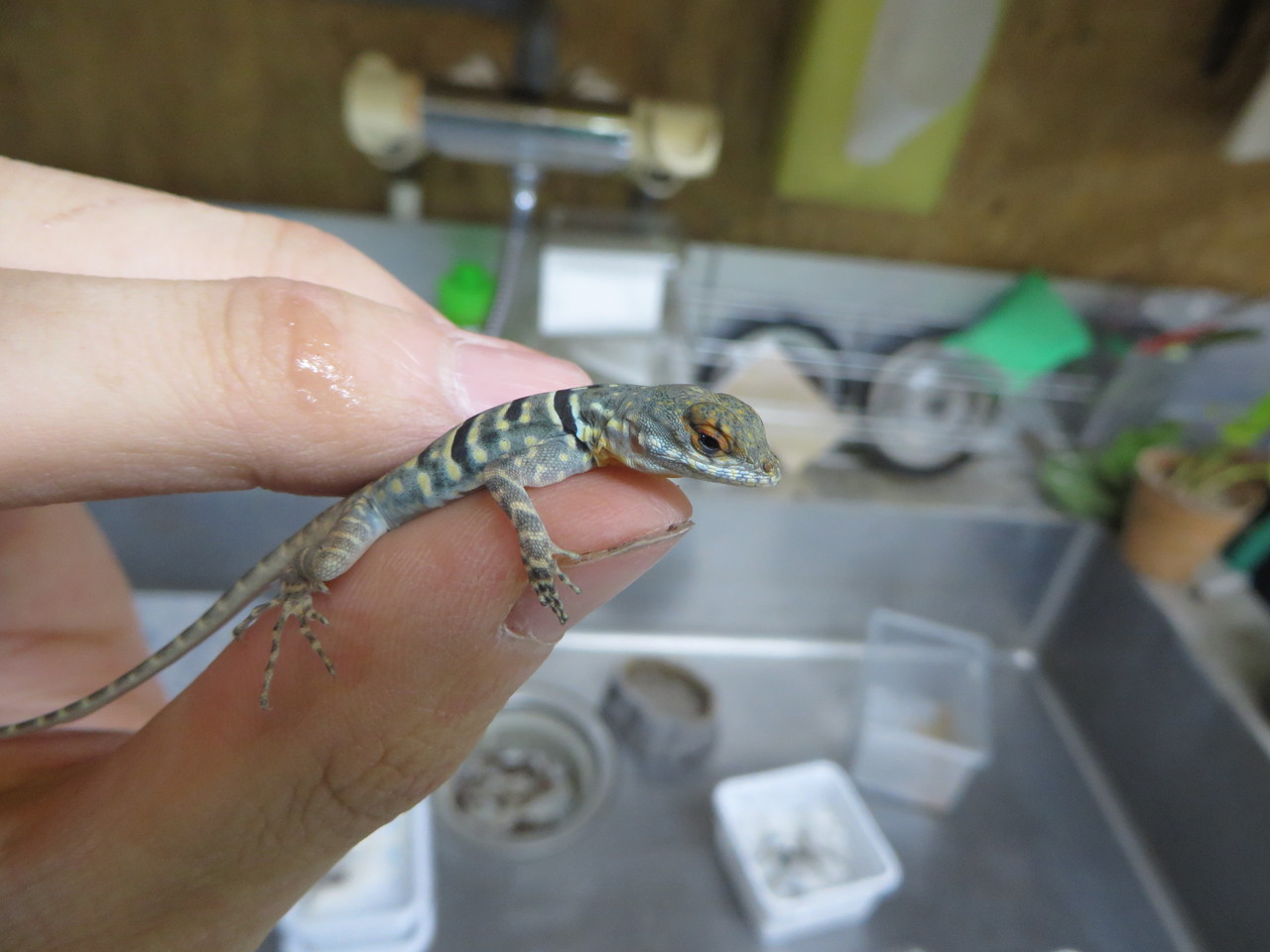 ドイツハムショー エジプト便 トカゲ 奇蟲 爬虫類倶楽部大宮店公式ブログ ドイツハムショー エジプト便 トカゲ 奇蟲 爬虫類倶楽部大宮店公式ブログ