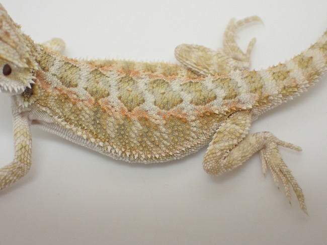 P4273530