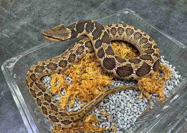ハチクラサービスデー開催！」別館セール「マウスを食べない蛇セール