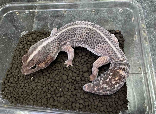 FullSizeRender