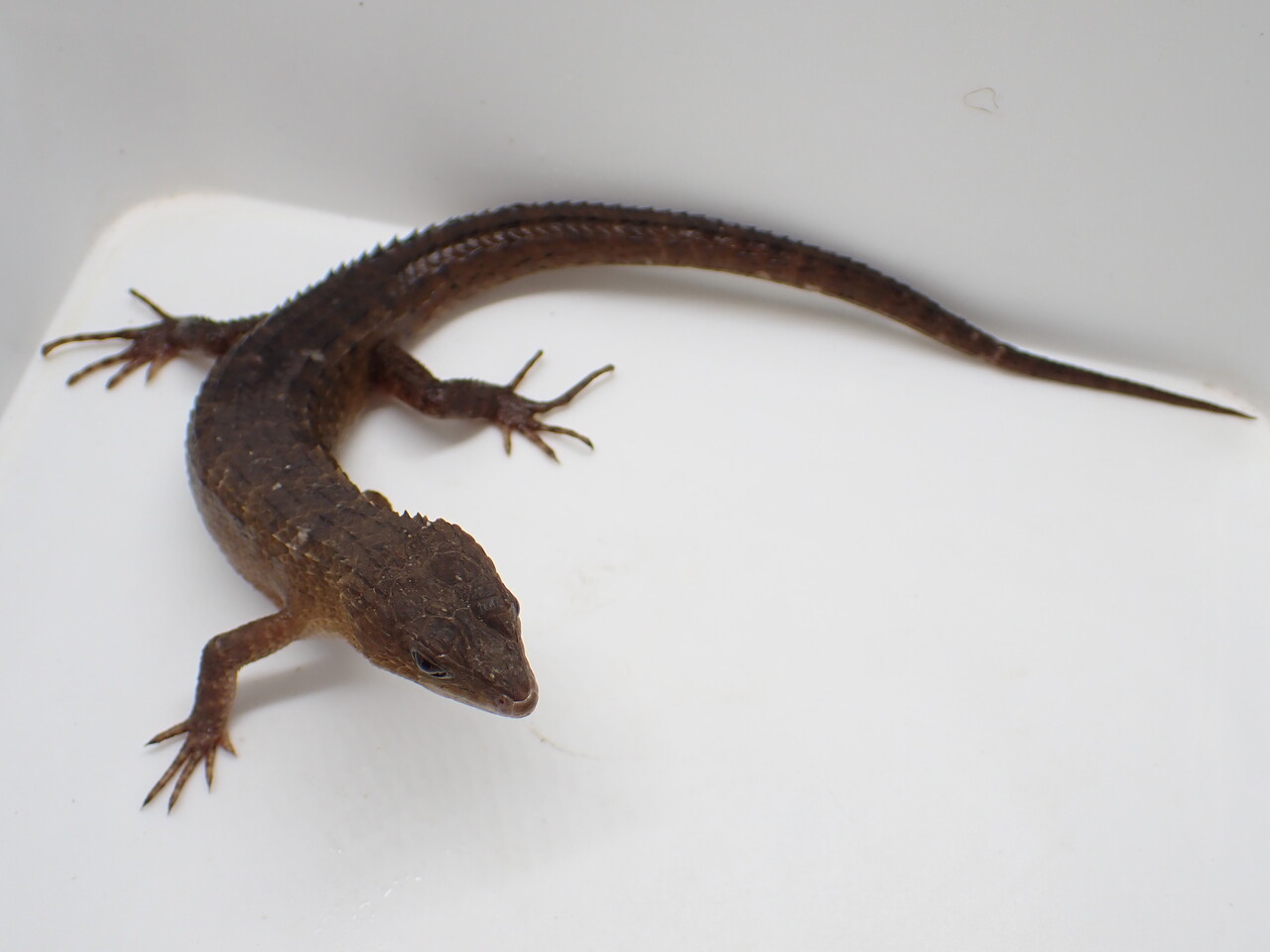 サービスデー開催中❗️】トカゲ新着！ : 爬虫類倶楽部大宮店公式ブログ