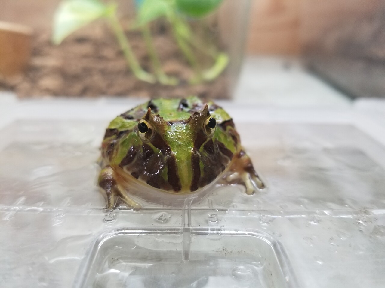 両生類新入荷 ブラジル ベルツノ アフウシ アメフクラ 爬虫類倶楽部大宮店公式ブログ