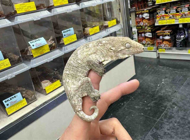 FullSizeRender
