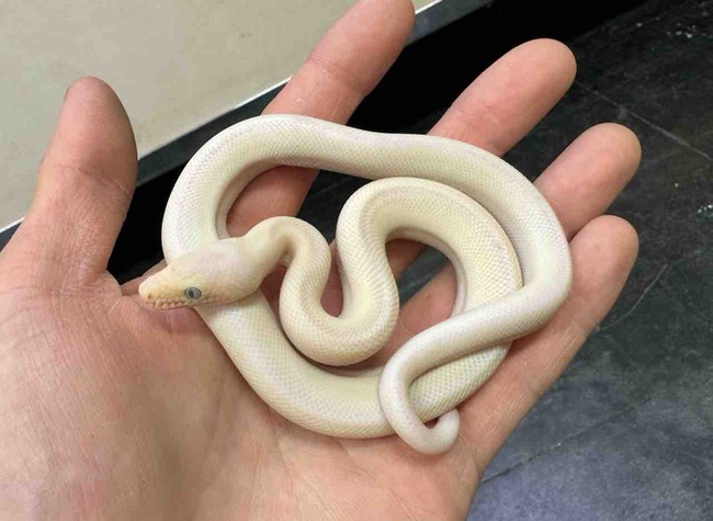 FullSizeRender
