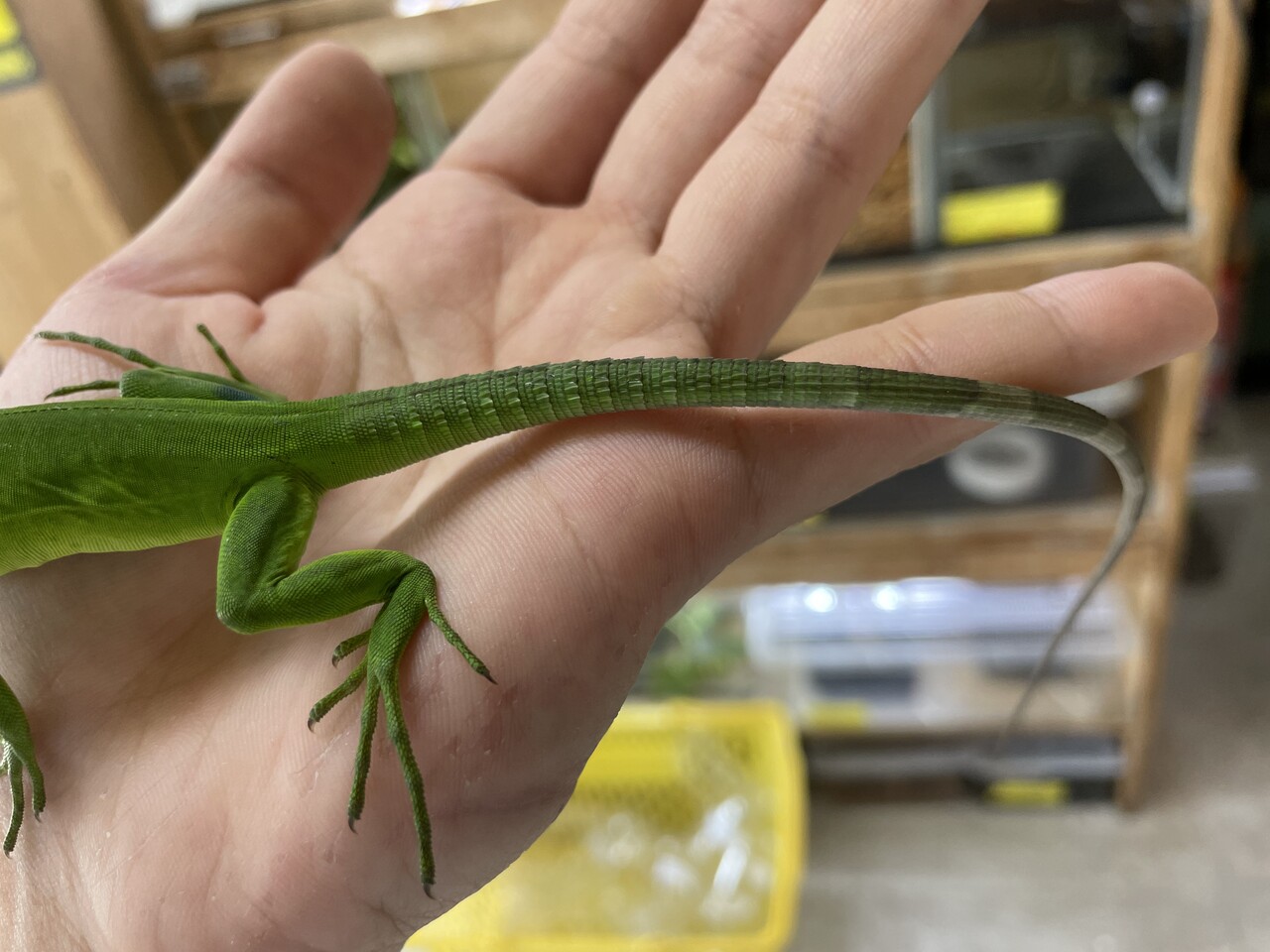 トカゲ新着 クテノやミモダエなど 今月の目玉生体のご紹介も 爬虫類倶楽部大宮店公式ブログ