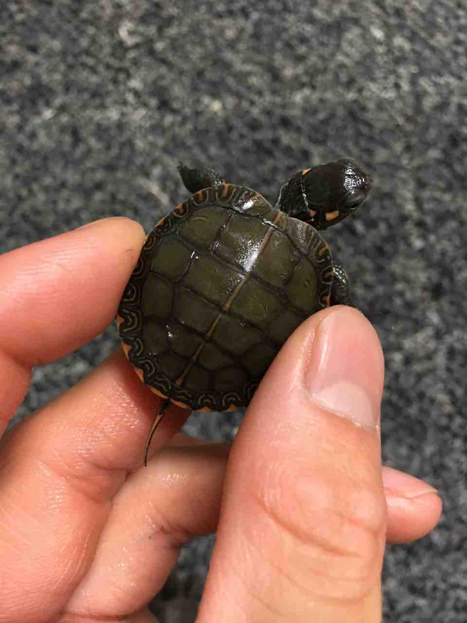カメ 新入荷 セスジニシキガメ 爬虫類倶楽部大宮店公式ブログ