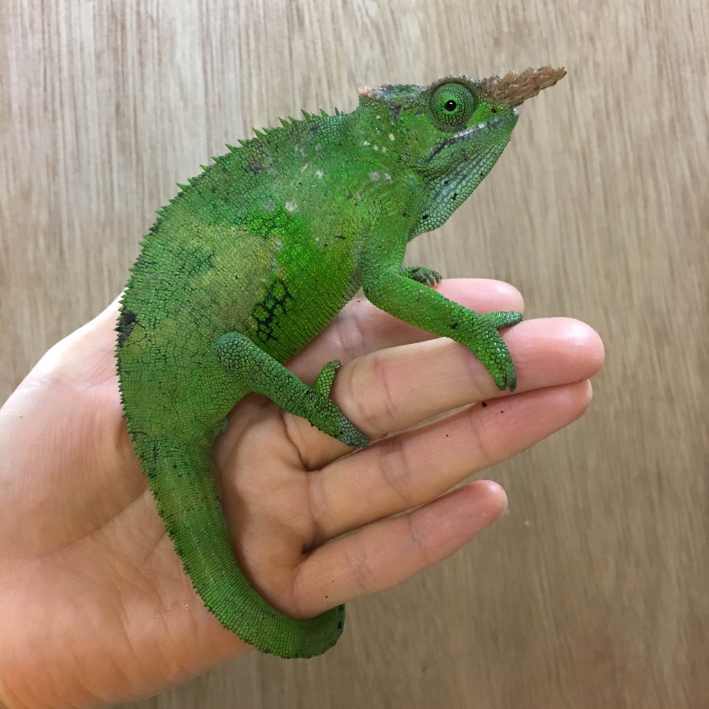 メラーとフィッシャーカメレオン来ました 爬虫類倶楽部大宮店公式ブログ メラーとフィッシャーカメレオン来ました 爬虫類倶楽部大宮店公式ブログ