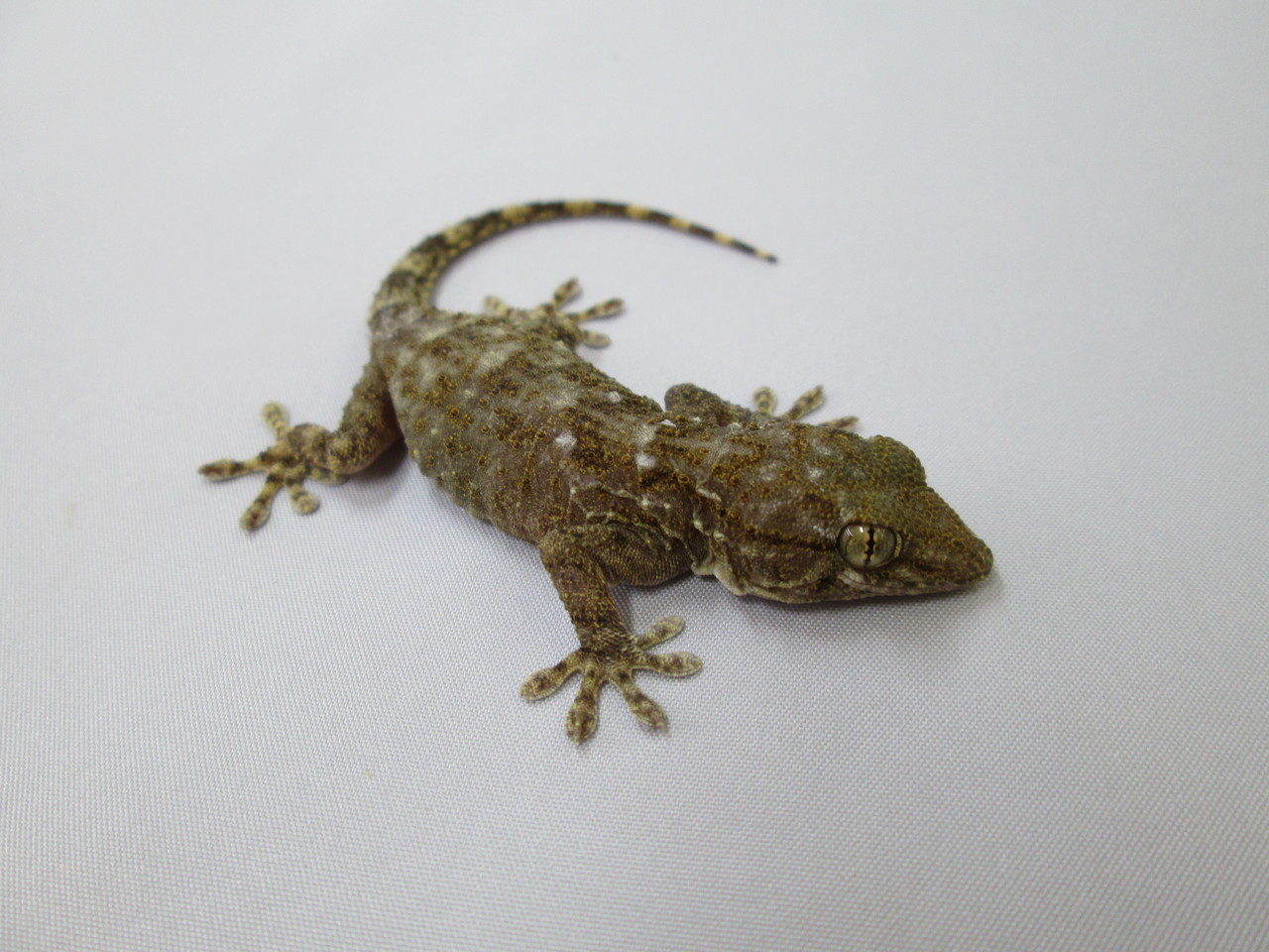 新入荷 壁チョロ ハリユビ 爬虫類倶楽部大宮店公式ブログ