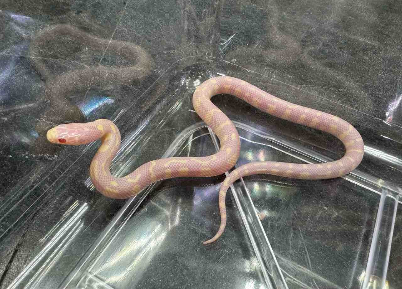 ヘビ関東ページ タカチホヘビ - Wikiwand