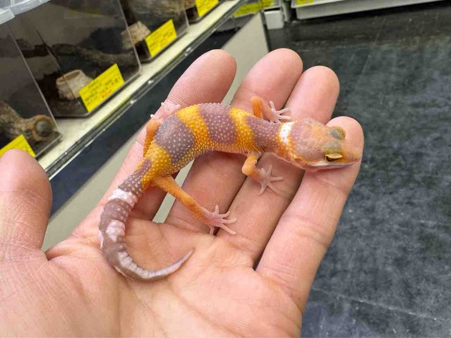 FullSizeRender