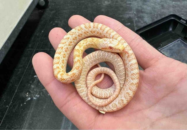 FullSizeRender