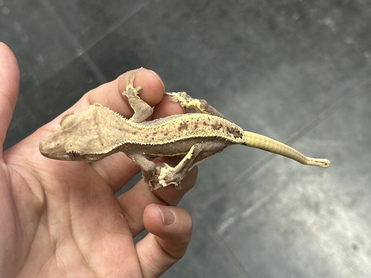 ヤモリ新着！壁チョロ？！小から大まで～！！ : 爬虫類倶楽部大宮店
