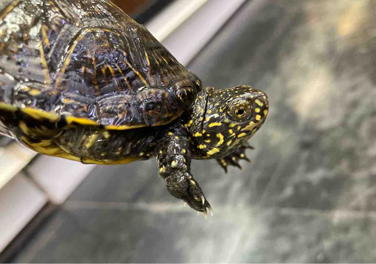 カメ ヘビ 新入荷 爬虫類倶楽部大宮店公式ブログ カメ ヘビ 新入荷 爬虫類倶楽部大宮店公式ブログ