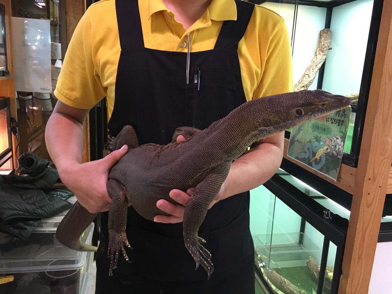 冬レプありがとうございました 新入荷ワシワシ トカゲ ヤドク 爬虫類倶楽部大宮店公式ブログ