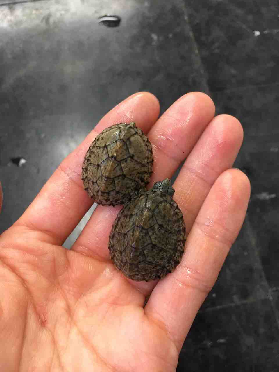 カメ 新入荷 爬虫類倶楽部大宮店公式ブログ カメ 新入荷 爬虫類倶楽部大宮店公式ブログ