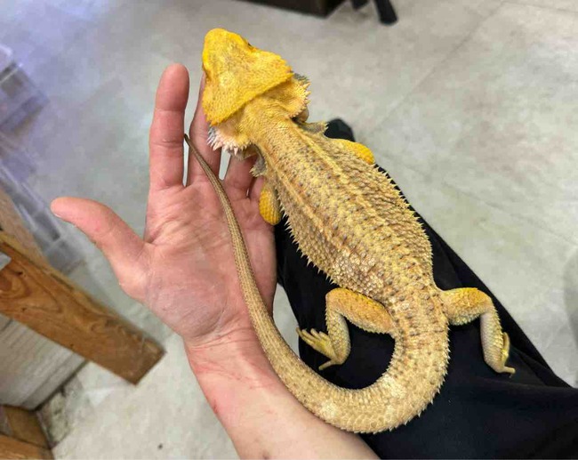 FullSizeRender